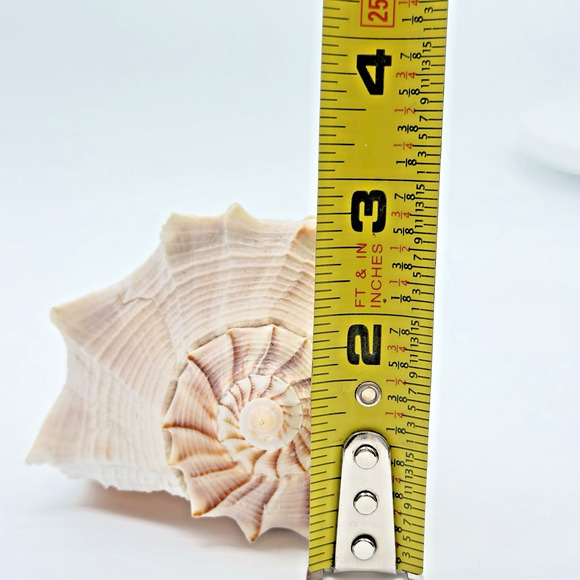 Vintage Lightning Whelk Conch Seashell Estate Collection Beach Decor Aquarium 6" - Picture 9 of 9